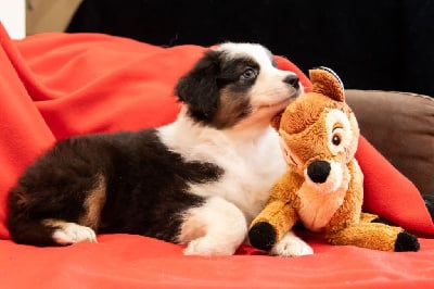 Les chiots de Berger Australien