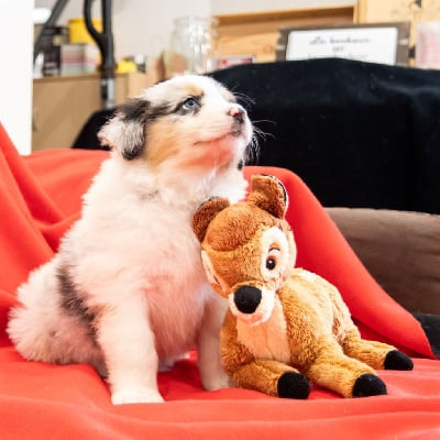 Les chiots de Berger Australien