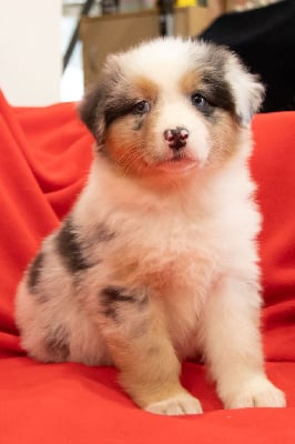 Les chiots de Berger Australien