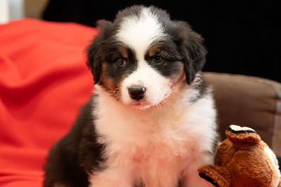 Les chiots de Berger Australien
