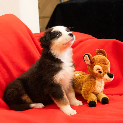 Les chiots de Berger Australien