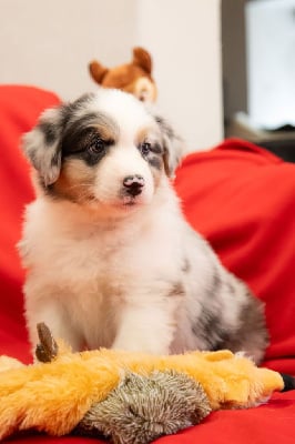 Les chiots de Berger Australien