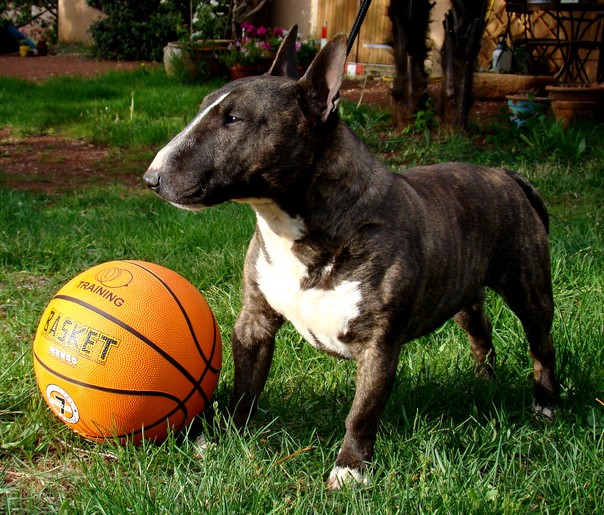 CH. Gordon's Du mas des rêves