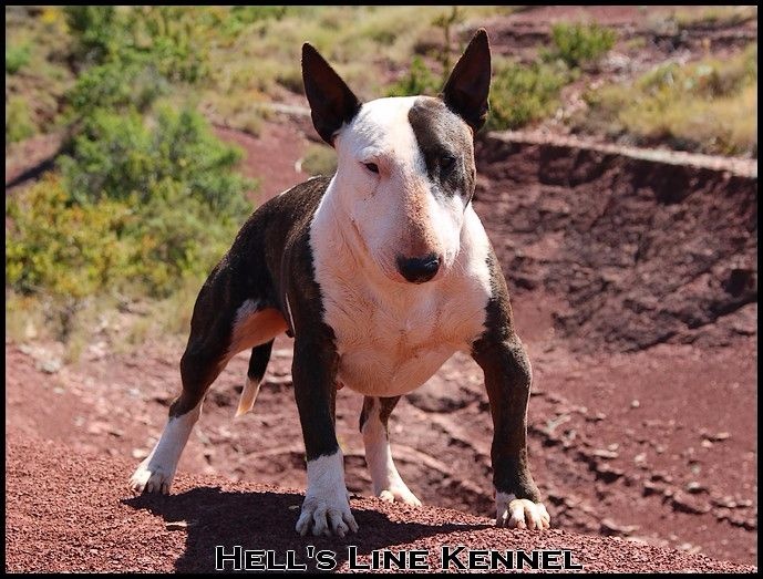Ginseng des Terres du Salagou