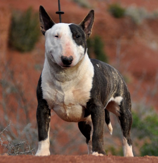 Ginseng des Terres du Salagou
