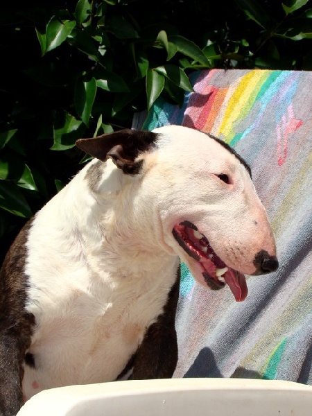 Ginseng des Terres du Salagou