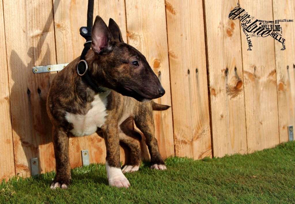 hell's line Never give up