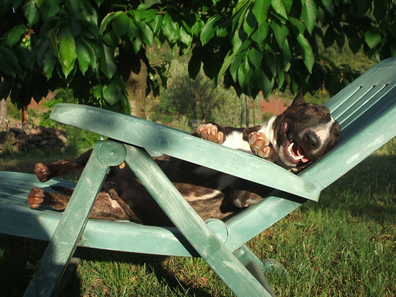 CH. Gordon's Du mas des rêves