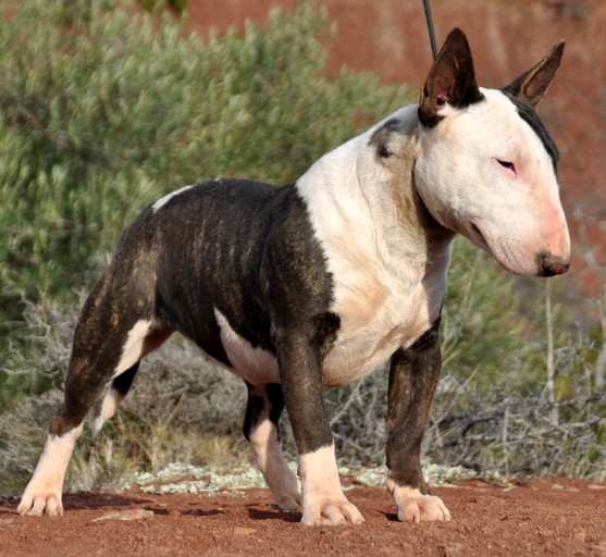 Ginseng des Terres du Salagou