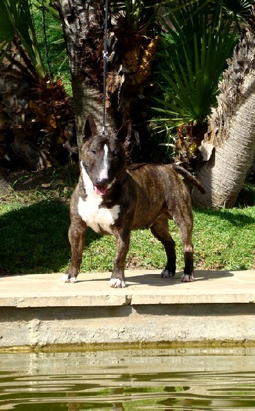 CH. Gordon's Du mas des rêves