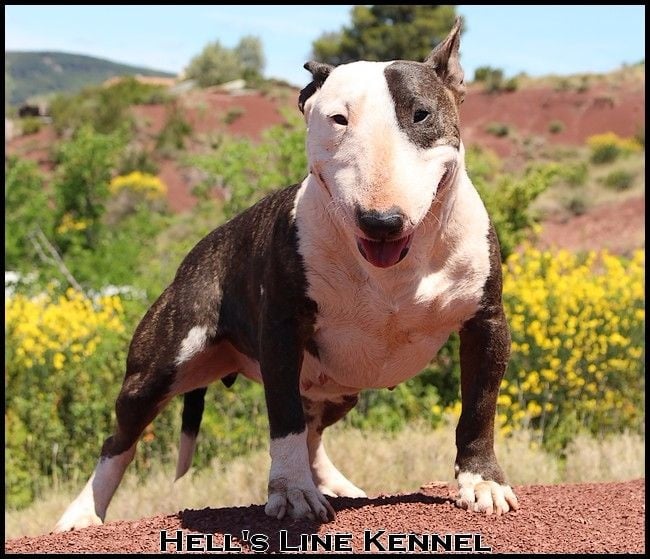 Ginseng des Terres du Salagou