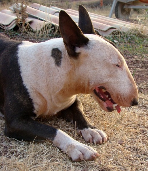 Ginseng des Terres du Salagou
