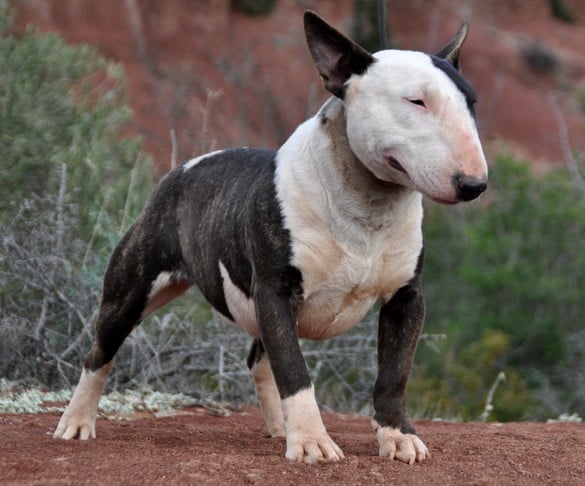 Ginseng des Terres du Salagou