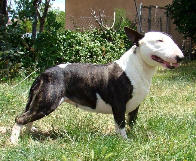 Ginseng des Terres du Salagou