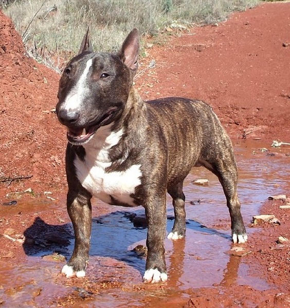 CH. Gordon's Du mas des rêves