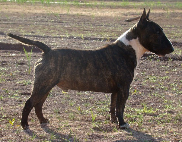 CH. Gordon's Du mas des rêves