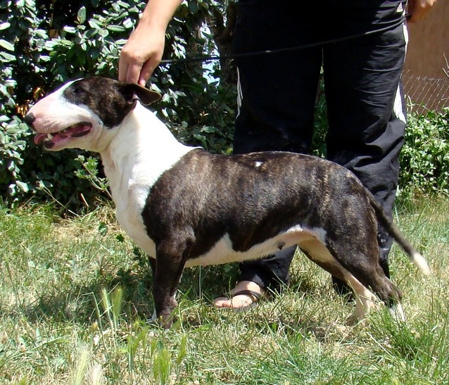 Ginseng des Terres du Salagou