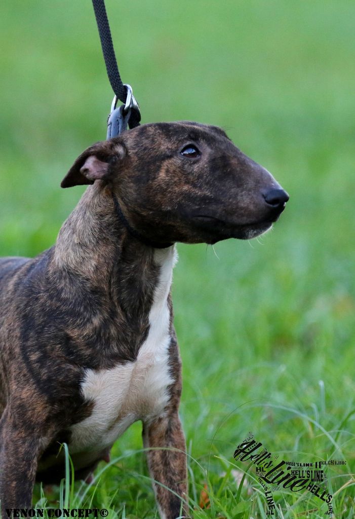 hell's line Never give up