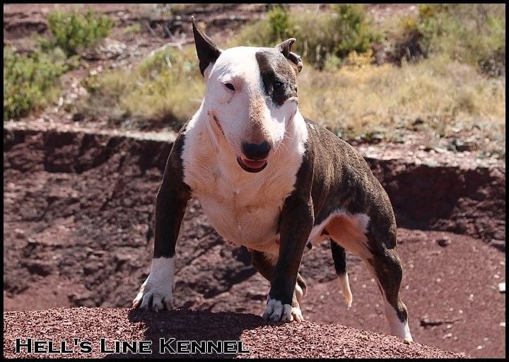 Ginseng des Terres du Salagou