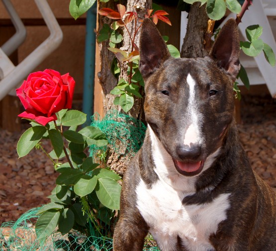 CH. Gordon's Du mas des rêves