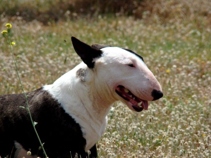 Ginseng des Terres du Salagou