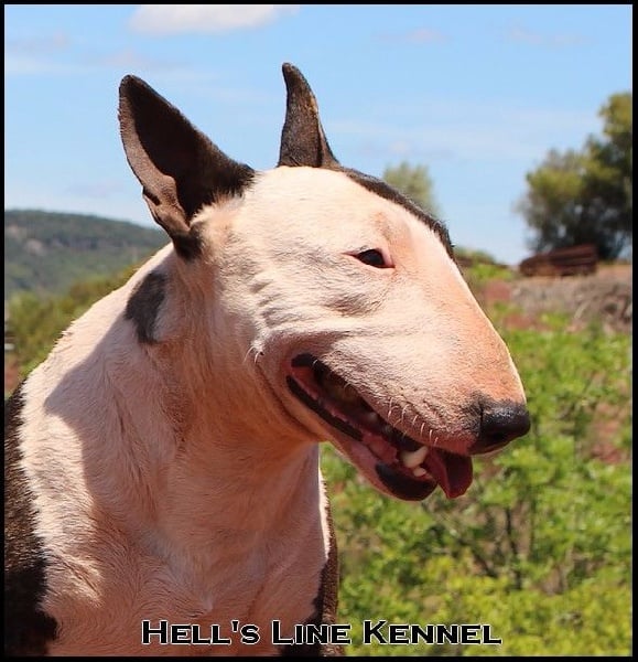 Ginseng des Terres du Salagou