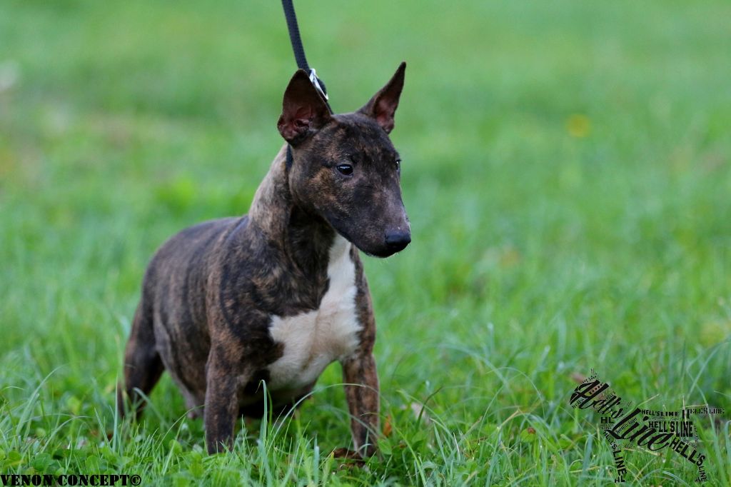 hell's line Never give up