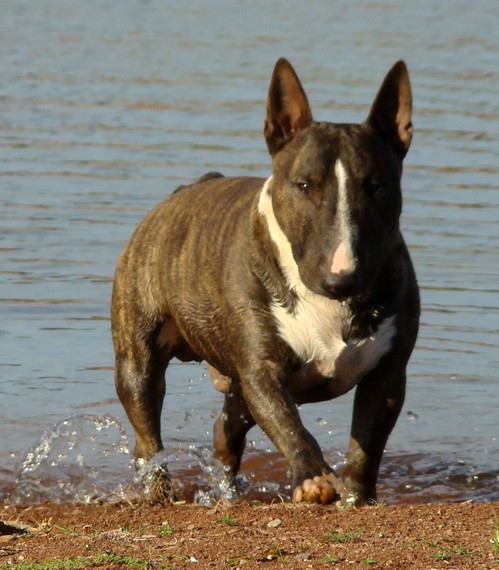 CH. Gordon's Du mas des rêves