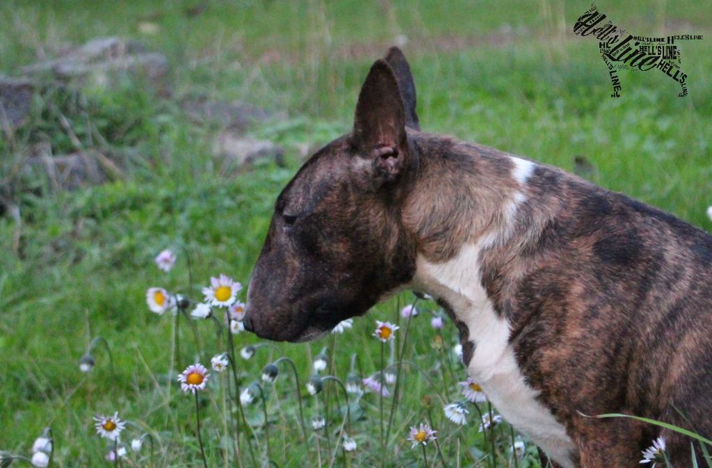 hell's line Never give up