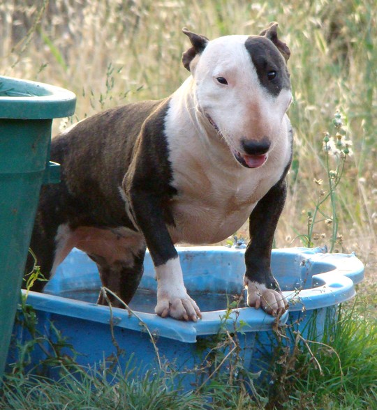Ginseng des Terres du Salagou