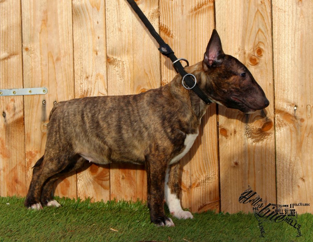 hell's line Never give up