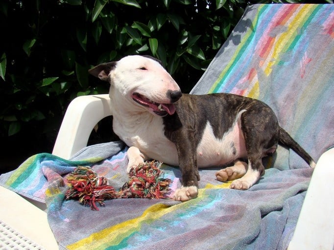 Ginseng des Terres du Salagou