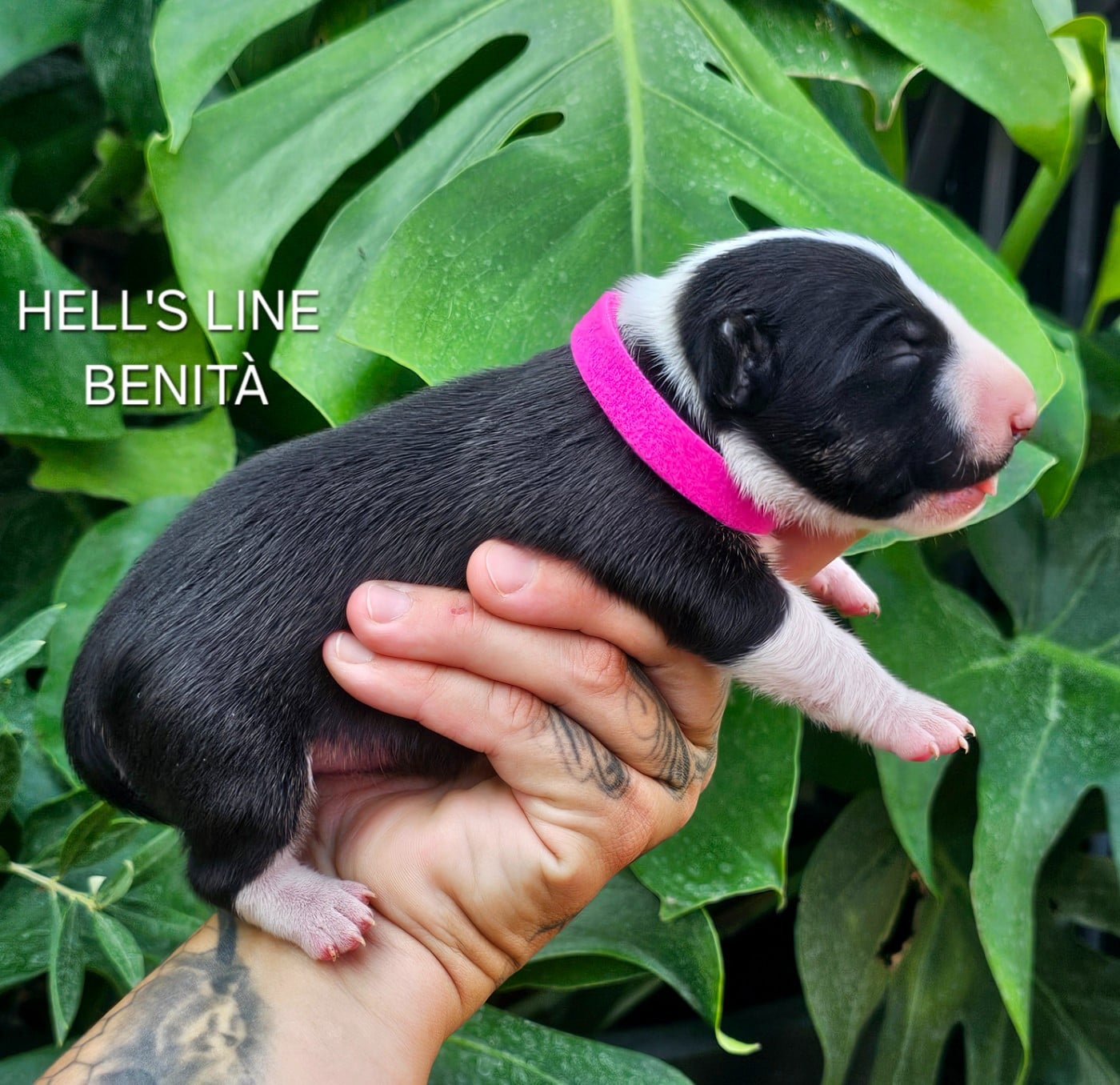 BENITÀ