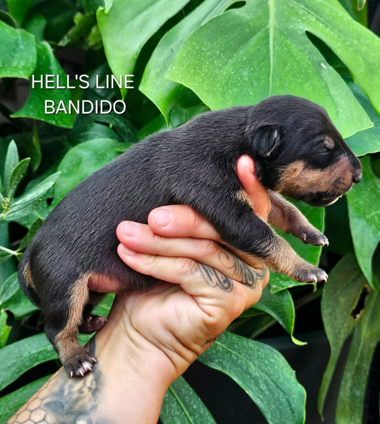 BANDIDO