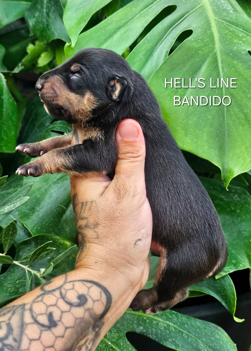 BANDIDO