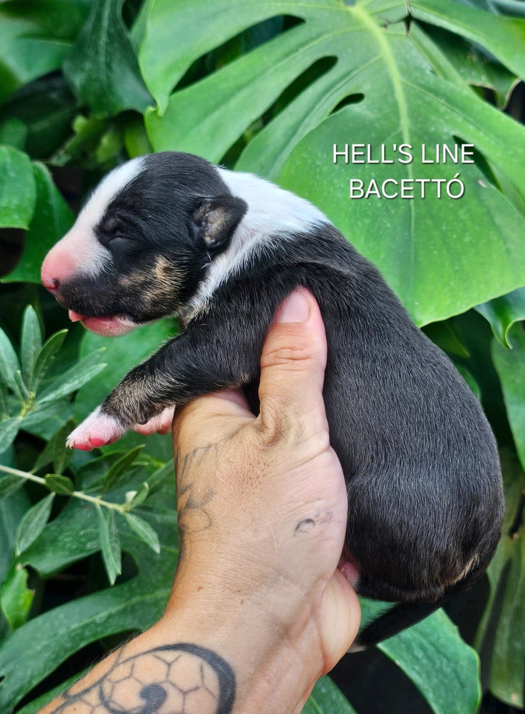 BACETTÓ