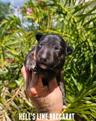 Les chiots de Bull Terrier Miniature