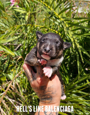 Les chiots de Bull Terrier Miniature