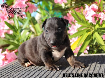 Les chiots de Bull Terrier Miniature