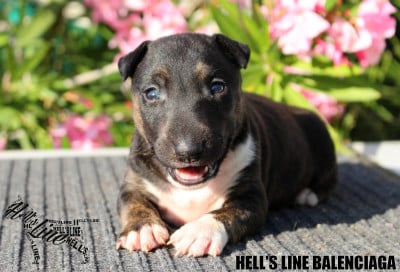 Les chiots de Bull Terrier Miniature