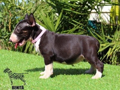 Bull Terrier Miniature