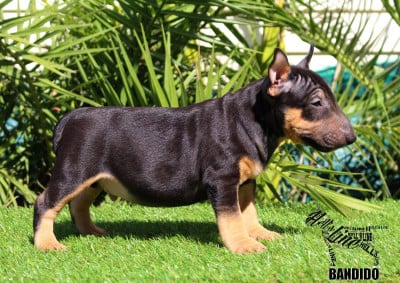 BANDIDO - Bull Terrier Miniature