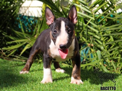 BACETTÓ - Bull Terrier Miniature