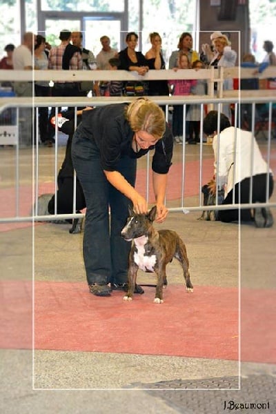 CH. Gordon's Du mas des rêves - 1exc, CACIB