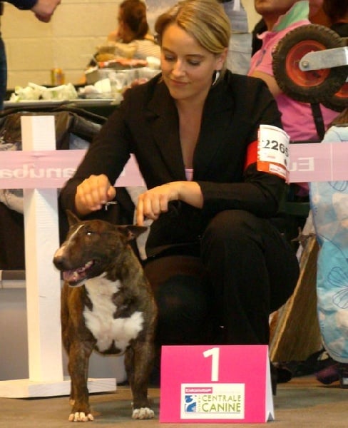 CH. Gordon's Du mas des rêves - 1er excellent, CACS, CACIB