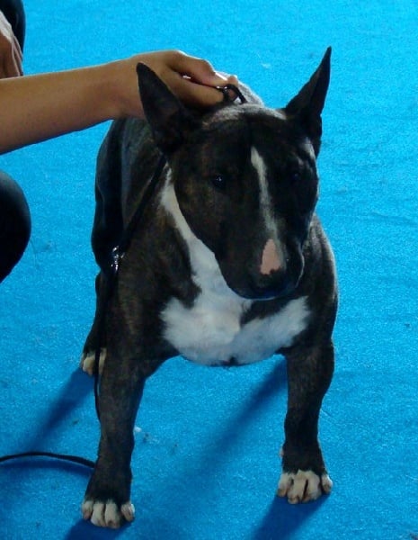 CH. Gordon's Du mas des rêves - 4éme Excellent