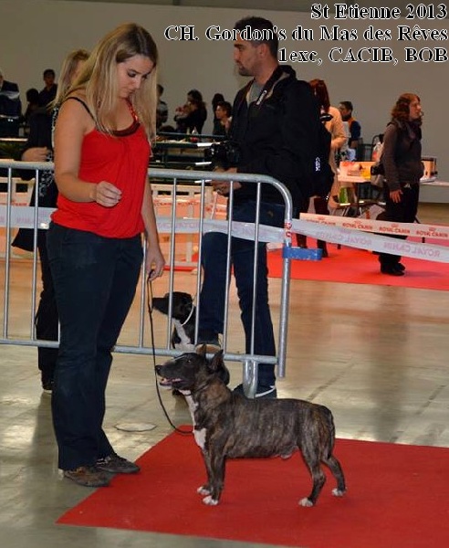 CH. Gordon's Du mas des rêves - 1exc, CACIB, BOB
