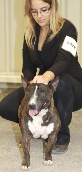 CH. Gordon's Du mas des rêves - 1er excellent + RCACS