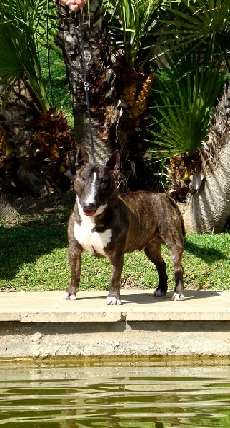 CH. Gordon's Du mas des rêves - 1er excellent + CACS+CACIB