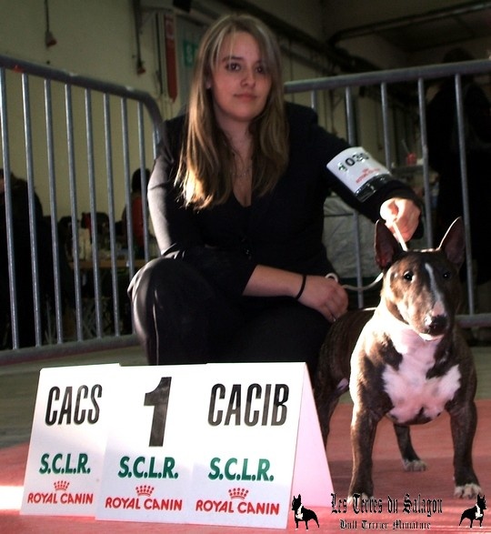 CH. Gordon's Du mas des rêves - 1er excellent + CACS+CACIB+Meilleur de Race